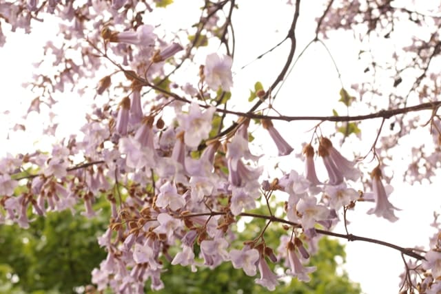 Paulovnia plsnatá (Paulownia tomentosa)