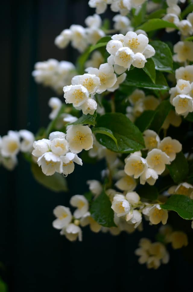 Pajazmín vencový (Philadelphus coronarius)